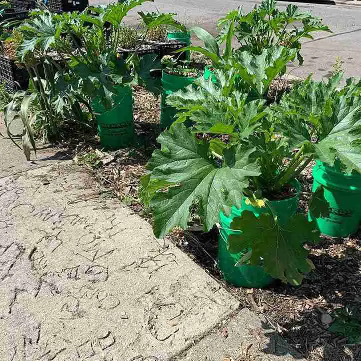 17 Surprising Foods You Can Grow in 5 Gallon Buckets (You’ll Be Shocked!) 16