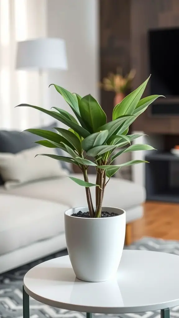 A vibrant ZZ plant in a modern living room setting, showcasing its glossy leaves in a white pot on a coffee table.
