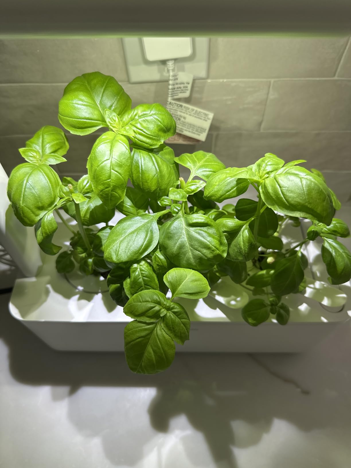 Click & Grow Indoor Herb Garden Kit with Grow Light | Smart Garden for Home Kitchen Windowsill | Easier Than Hydroponics Growing System | Vegetable Gardening Starter (3 Basil Pods Included), White customer photo 2