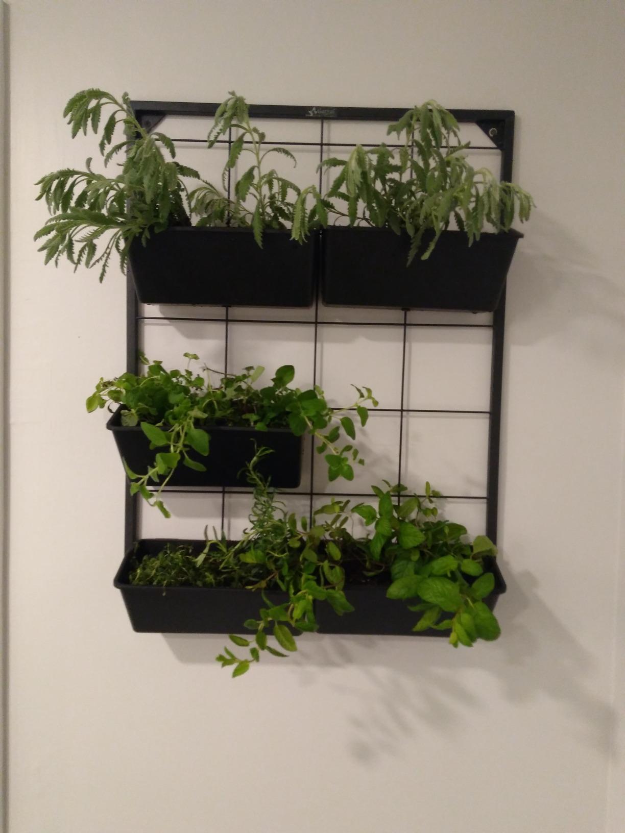 Vertical Garden Wall Planter. Ideal Indoor or Outdoor Container Gardening. Includes 6 Removable Pots and Wall Mounted Metal Frame. Self Draining Garden for Vegetables, Flowers or Herbs. customer photo 2