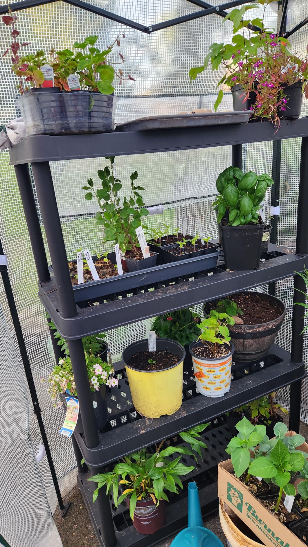 EAGLE PEAK 8x6 Portable Walk in Greenhouse, Pop Up Indoor Outdoor Greenhouse, Green House Kit with Zippered Roll-Up Doors and Windows, PE Cover, Clear/Green customer photo 1