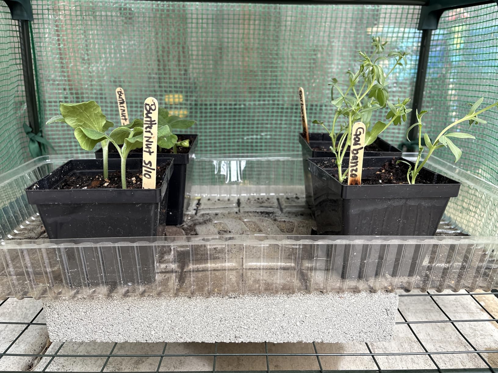VIVOSUN 57 x 29 x 77-Inch Mini Walk-in Greenhouse with Windows, Shelves and Anchors, Plant Garden Hot House customer photo 1