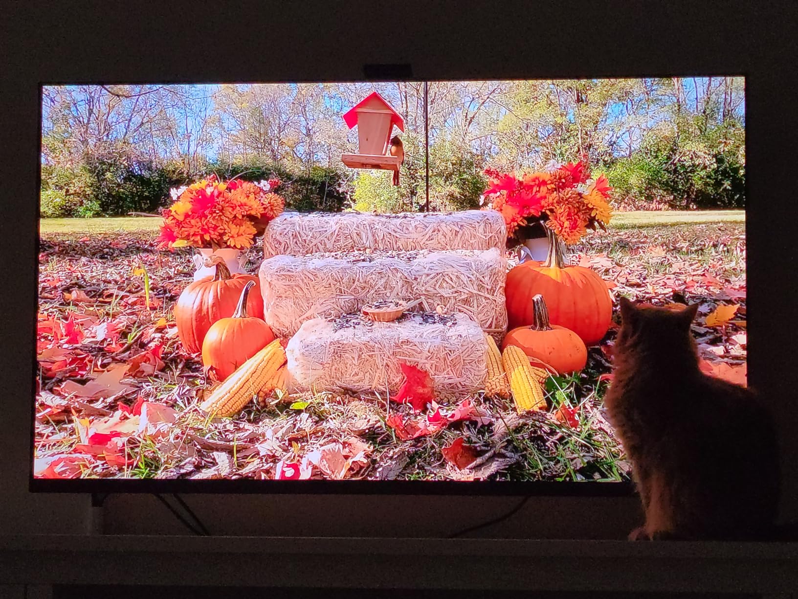 Sony 65 Inch 4K Ultra HD TV A95K Series: BRAVIA XR QD-OLED Smart Google TV with Dolby Vision HDR, Exclusive Features for PlayStation 5 (2022) customer photo 1