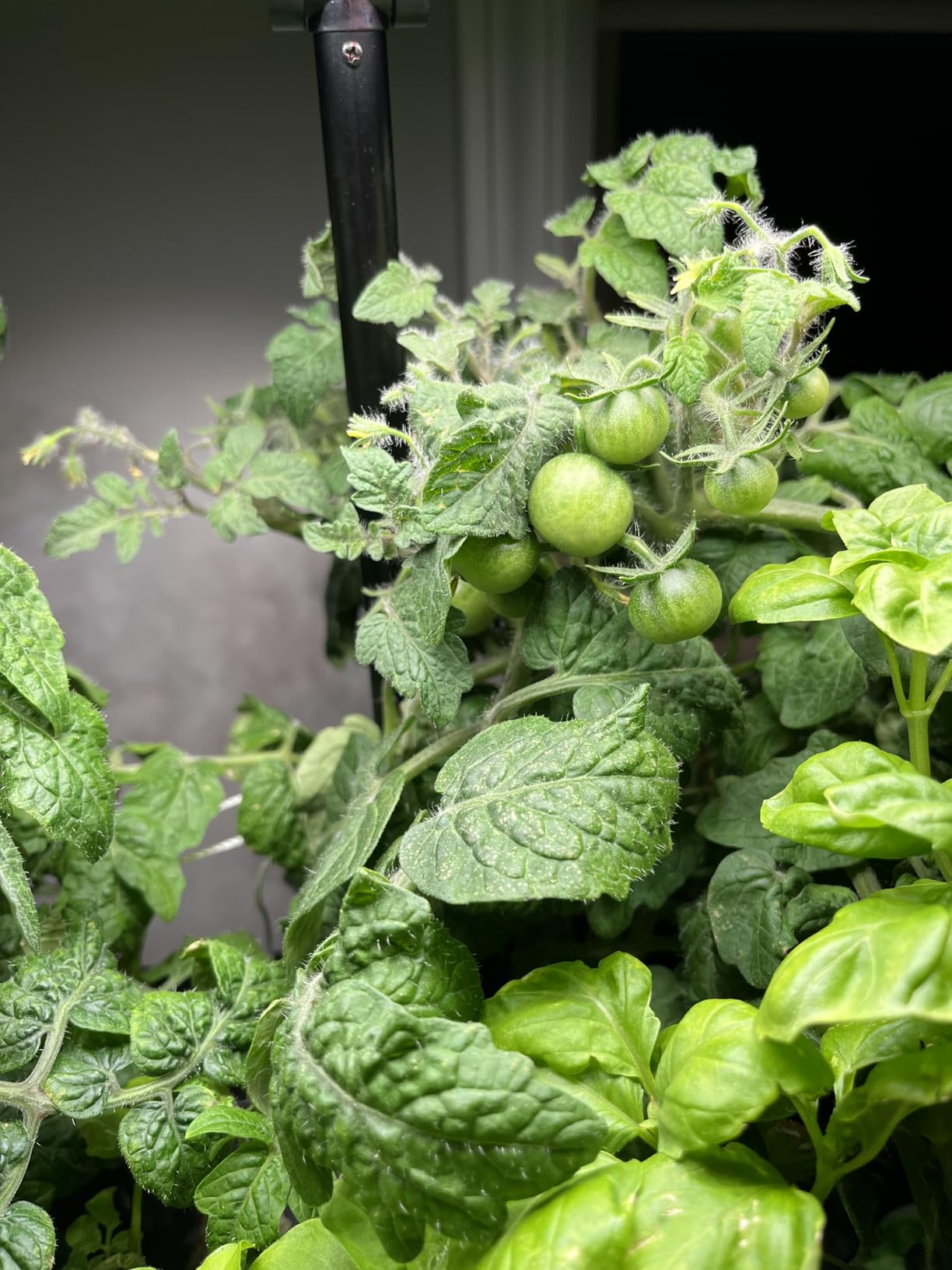 Ahopegarden Indoor Garden Hydroponics Growing System: 10 Pods Plant Germination Kit Herb Vegetable Growth Lamp Countertop with LED Grow Light - Hydrophonic Planter Grower Harvest Lettuce customer photo 1