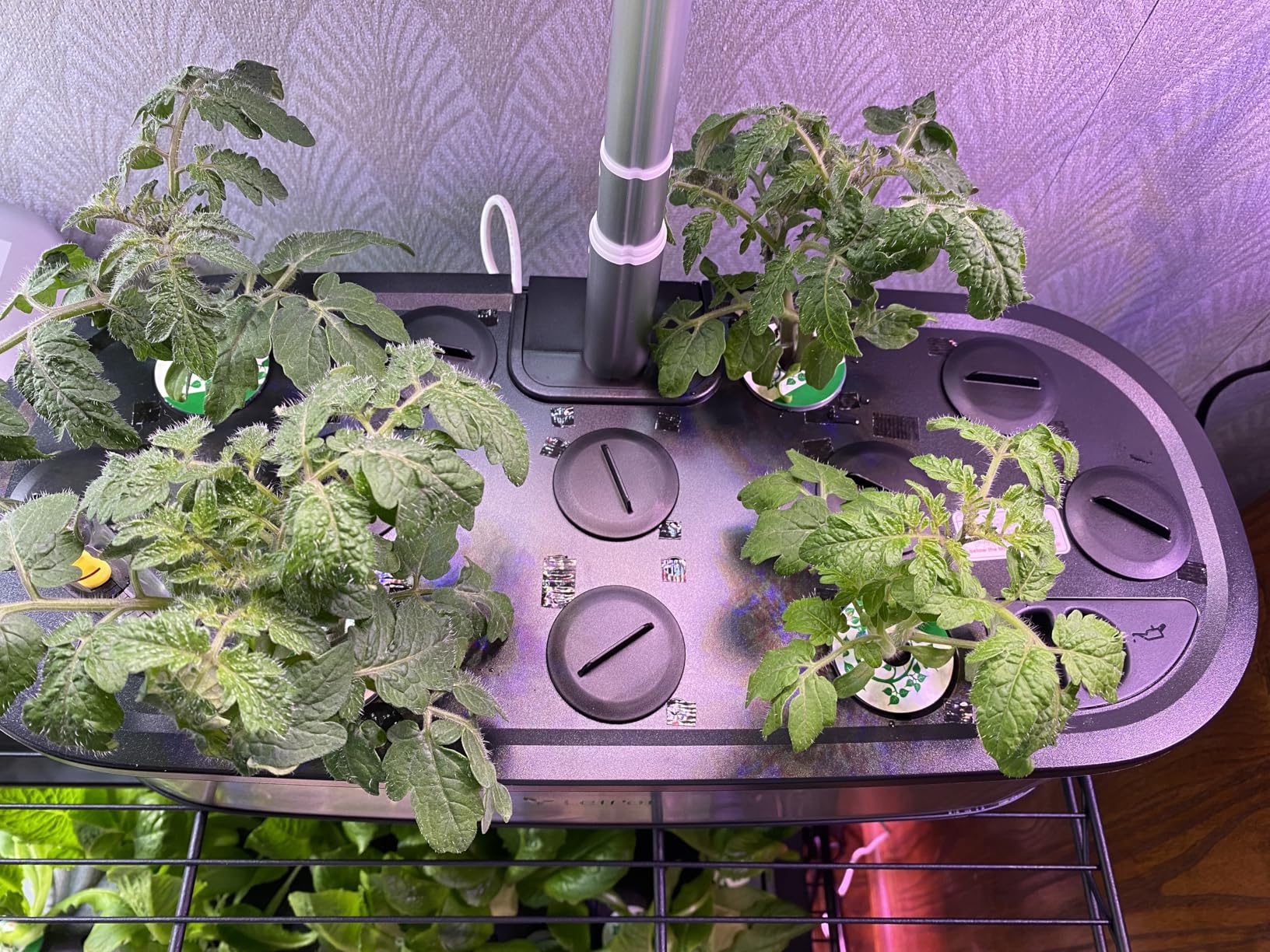 LETPOT LPH-SE Hydroponics Growing System, 12 Pods Smart Herb Garden Kit Indoor, Indoor Garden, APP & WiFi Controlled, with 24W Growing LED, 5.5L Water Tank, Pump System, Automatic Timer customer photo 2