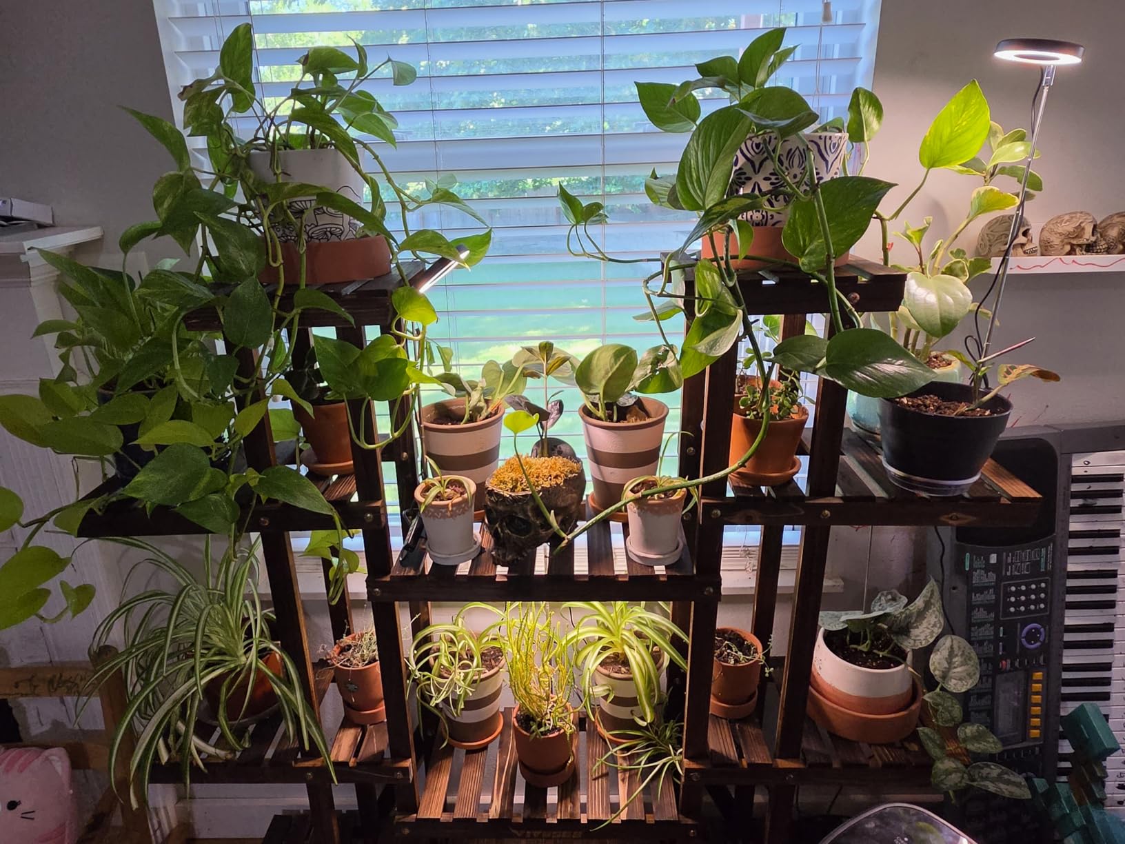 Aokrean Grow Lights for Indoor Plants, Full Spectrum Plant Light with Base customer photo 1