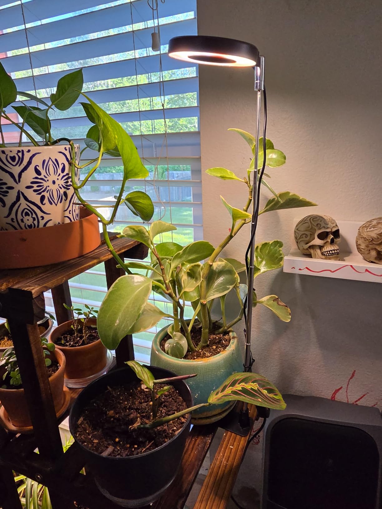 Aokrean Grow Lights for Indoor Plants, Full Spectrum Plant Light with Base customer photo 2