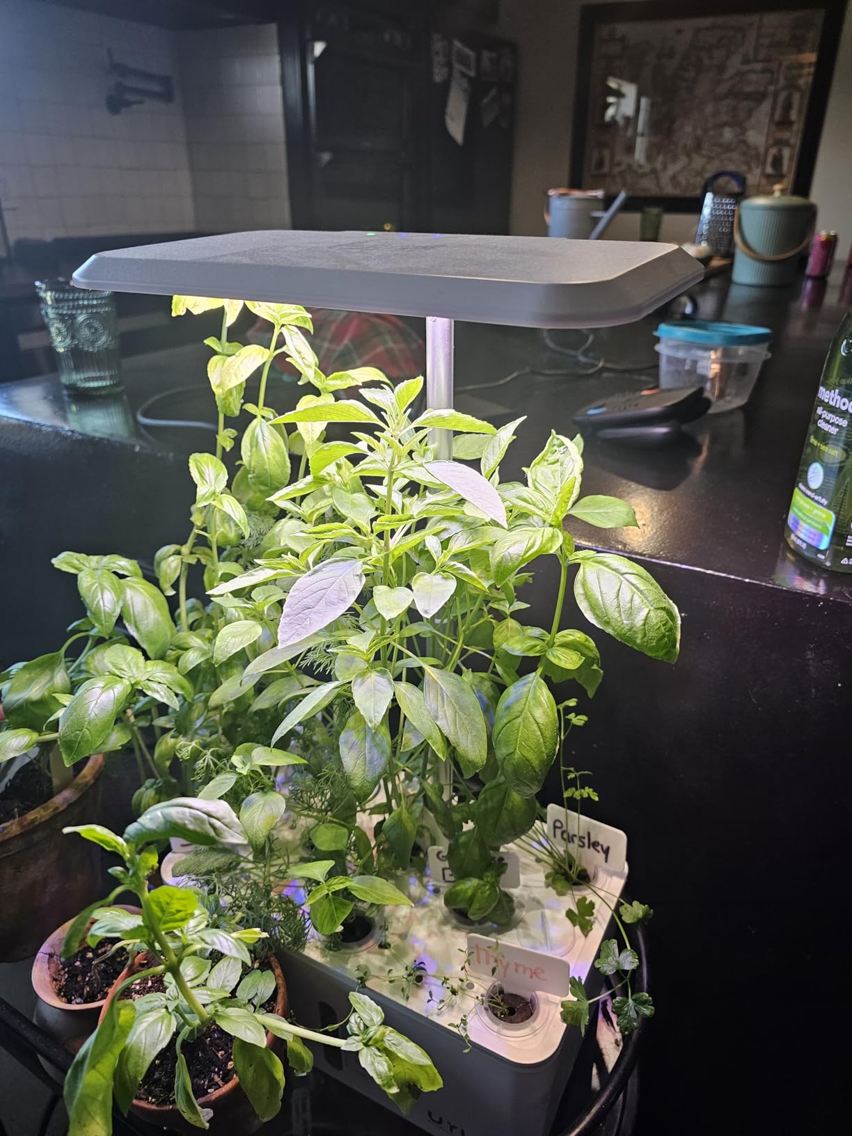 Hydroponics Growing System Indoor Garden: 8 Pods Herb Garden Kit Indoor with LED Grow Light Quiet Smart Water Pump Automatic Timer Healthy Fresh Herbs Vegetables - Hydroponic Planter for Home Kitchen customer photo 2