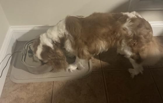 Cat Water Fountain Stainless Steel: 109oz/3.2L Cat Fountain for Drinking - Pet Water Fountain Inside - Automatic Dog Watering Dispenser Bowl - Pet Feeding & Watering Supplies - Water Level Window customer photo 2