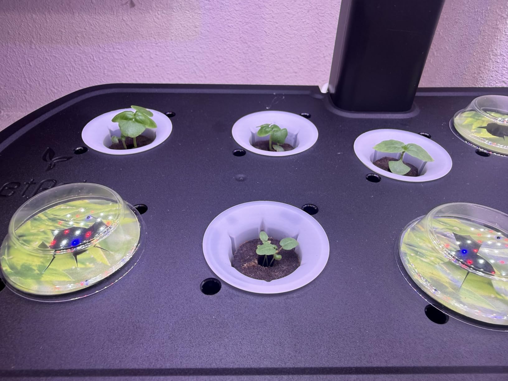 LetPot LPH-Air Hydroponics Growing System Kits, APP & WiFi Controlled Smart Indoor Garden with Adjustable 24W Grow Light Full Spectrum, 10 Pods Planter Indoor Gardening for Gifts, Kitchen, Vegetable customer photo 2