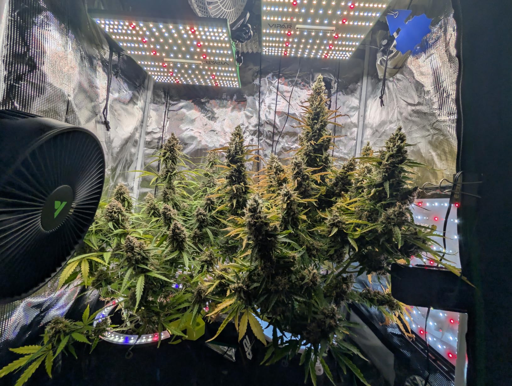 70 Watt Grow Light, Dimmable Plant Light, LED Grow Lights for Indoor Plants customer photo 2