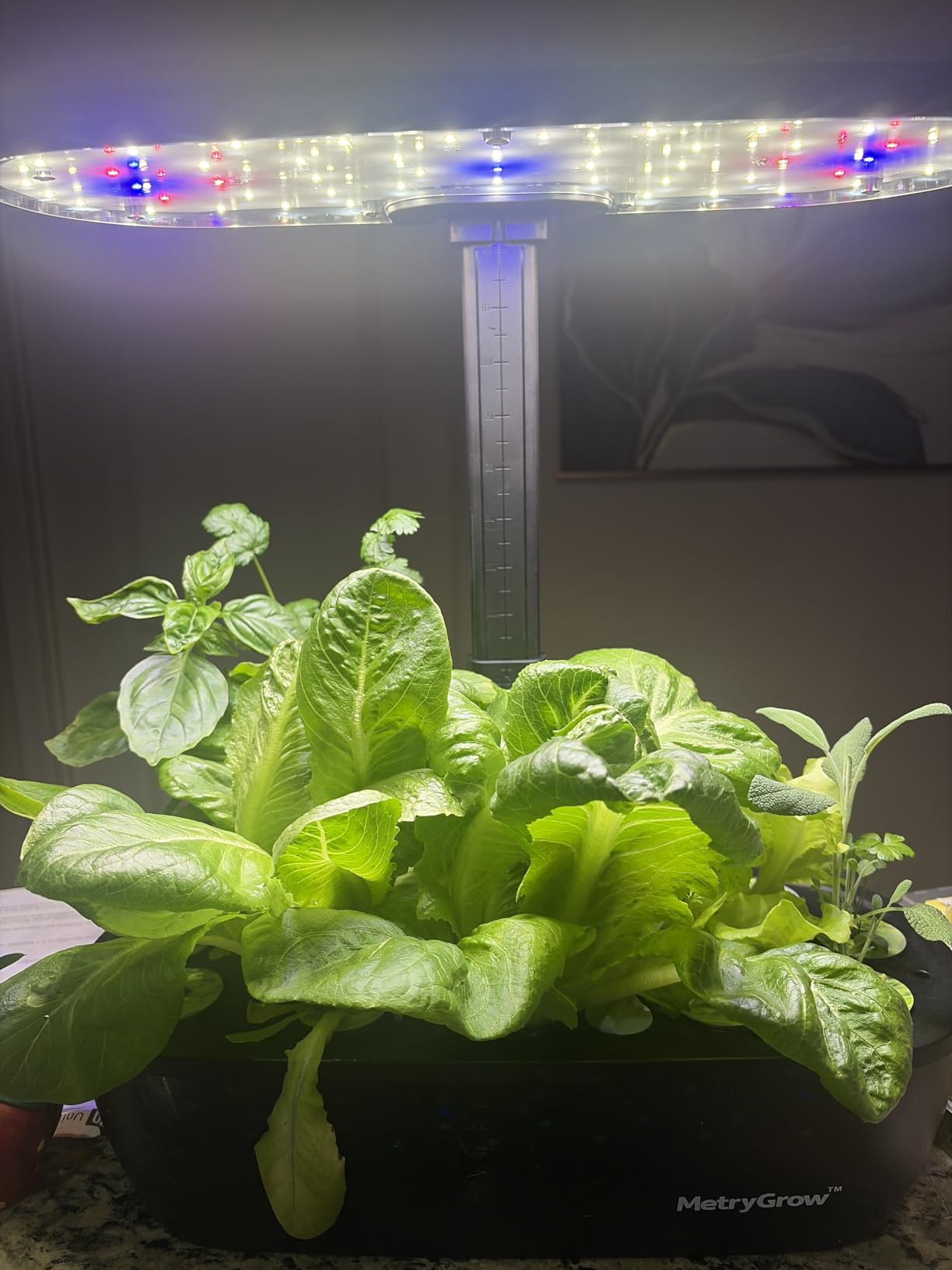MG-15 Hydroponic Growing System Kits, Smart Indoor Garden with 24W Grow LED Light Full Spectrum, 15 Pods Herb Garden Planter Indoor Gardening for Gifts, Kitchen customer photo 2