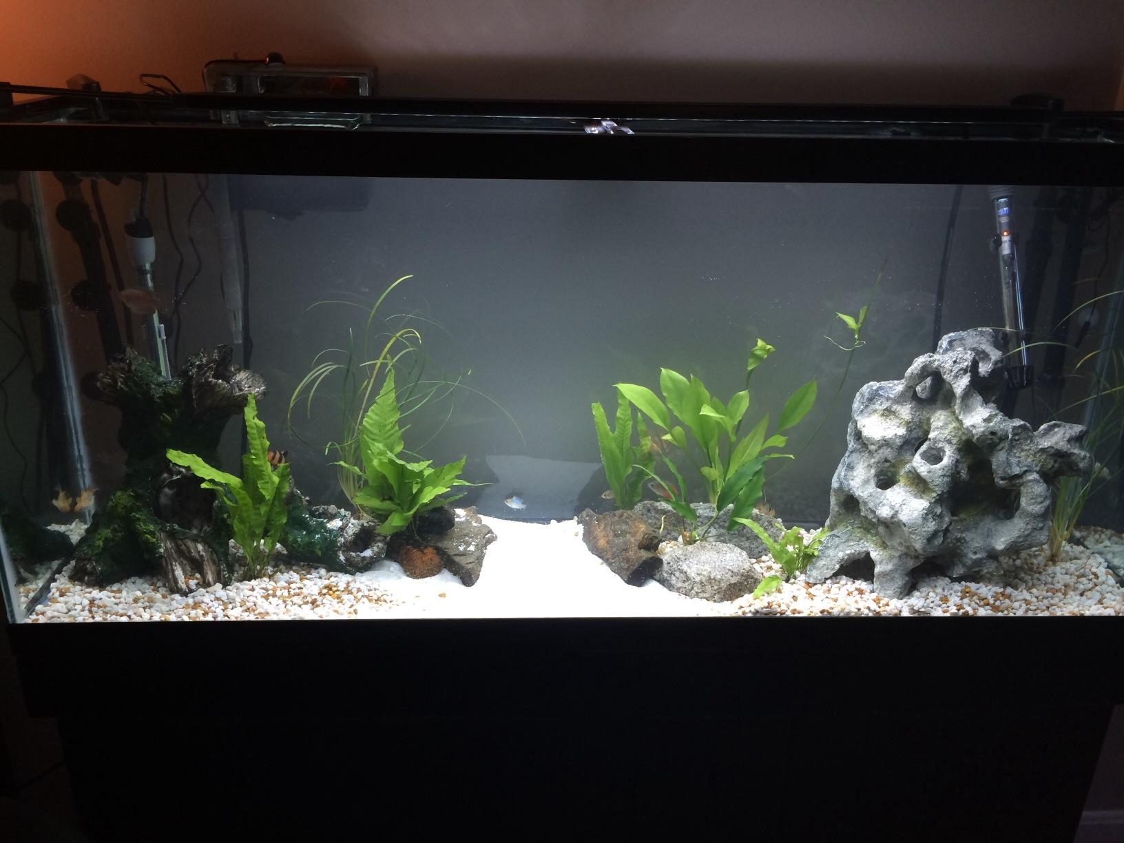 Penn-Plax Cascade 700 Canister Filter - 185 GPH Aquarium Filter for Tanks Up to 65 Gallons - 360 Degree Flow Valves, Poly Fiber Pads, Bio-Sponge & Activated Carbon -Fresh & Saltwater - 11x10x15in customer photo 1