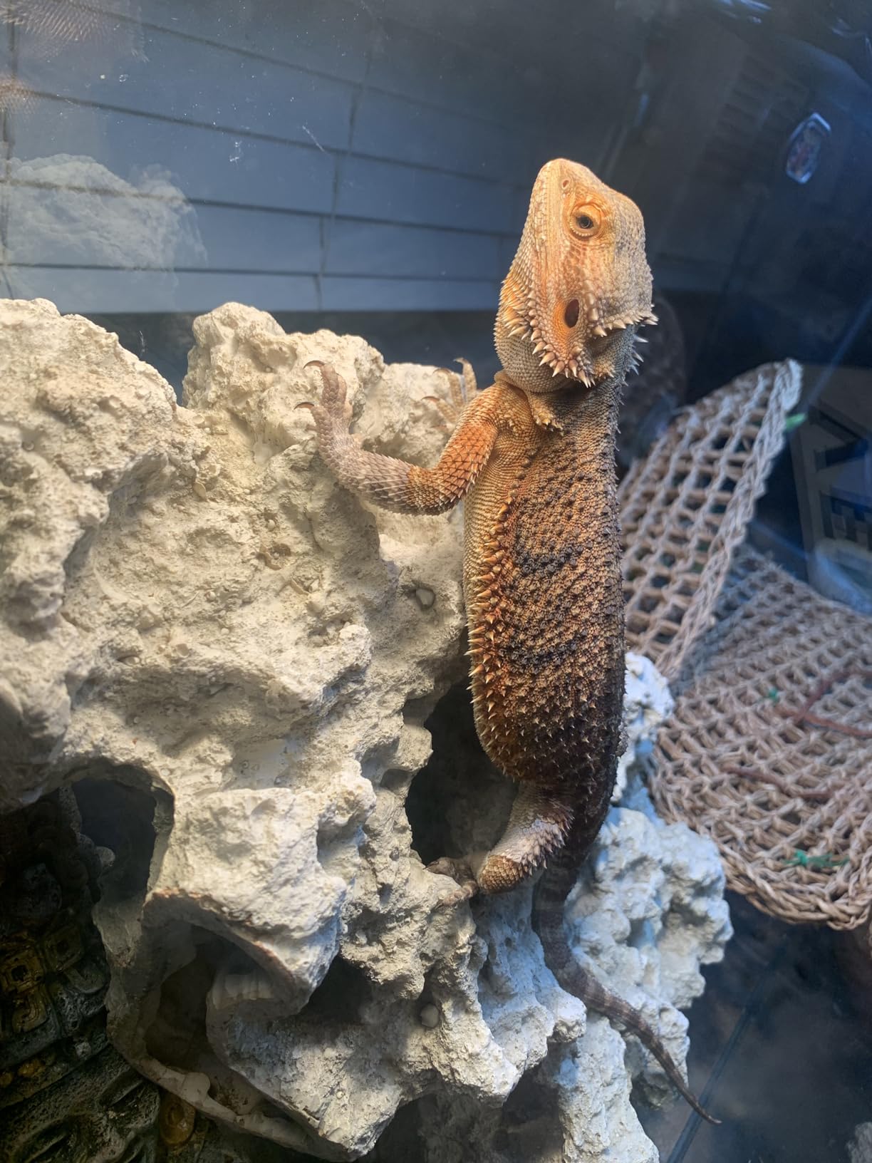 Fluker's Incandescent Basking Spotlight Bulbs for Reptiles Tanks, Reptile Heat Lamp Bulbs for Infrared Light, 100-Watt customer photo 2