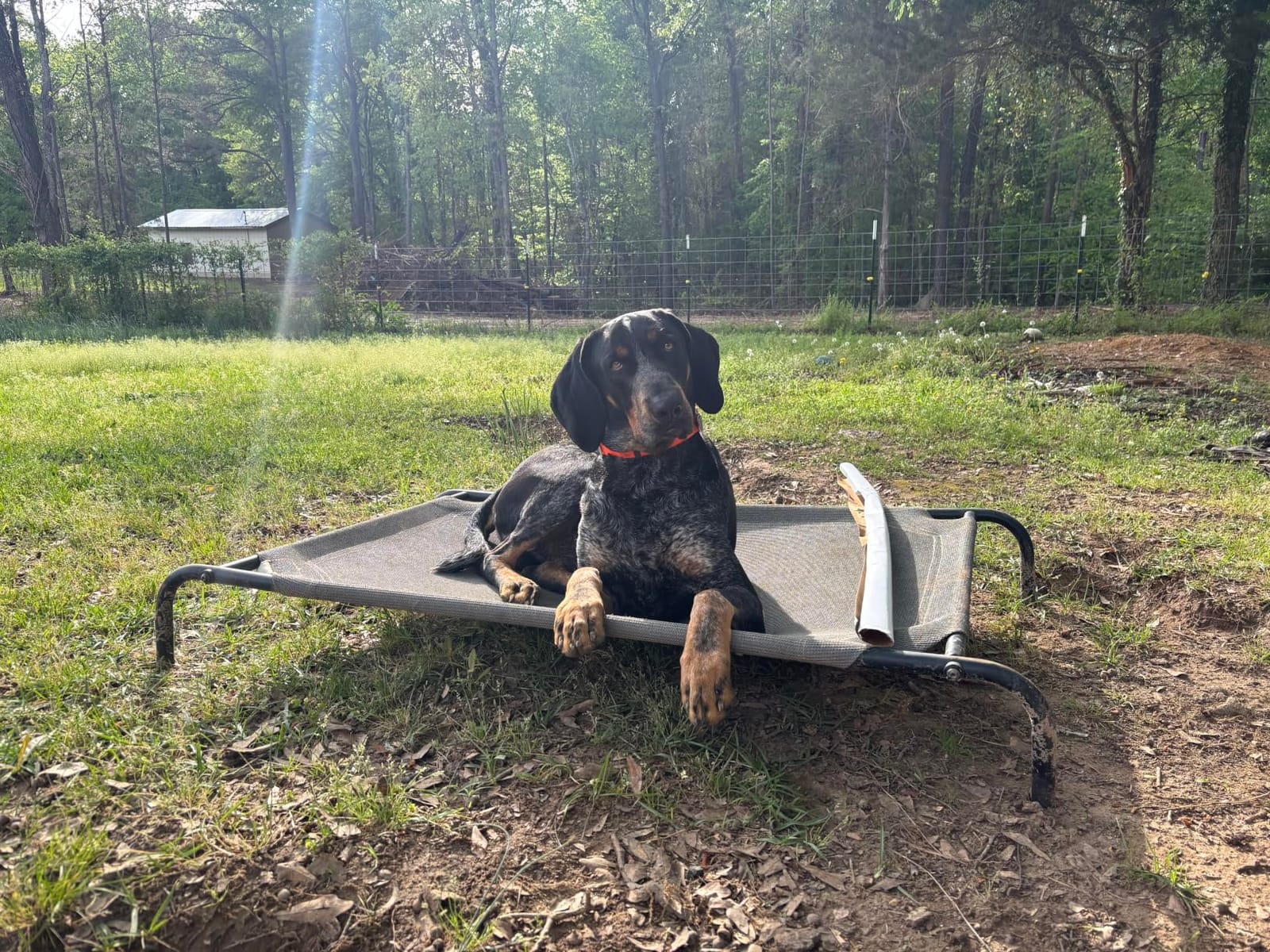 Coolaroo Original Elevated Dog Bed - Breathable Off-The-Ground Pet Bed with Cooling Fabric, Joint Relief & Moisture-Resistant Fabric, 100% Recyclable, Easy Clean, Nutmeg, Large customer photo 2