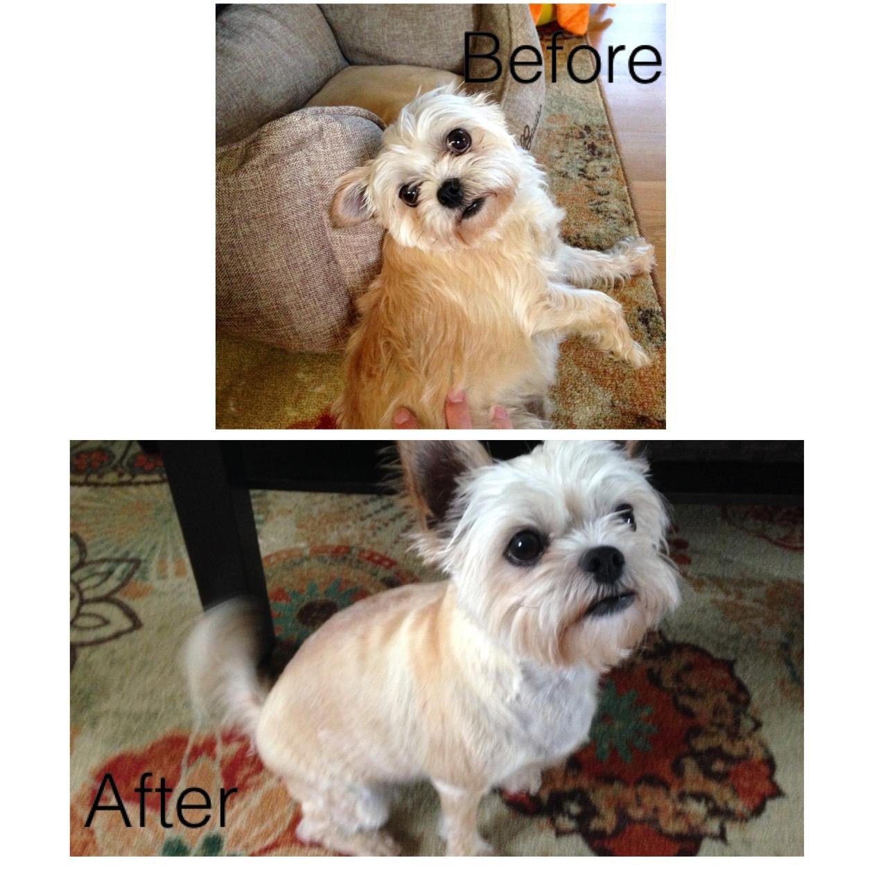 Wahl USA Lithium Ion Pro Series Cordless Animal Clippers – Rechargeable, Heavy-Duty, Electric Dog & Cat Grooming Kit for Small & Large Breeds with Thick to Heavy Coats – Model 9766 | Heavy Duty Electric Dog Grooming Clippers For At Home Haircutting Of Small & Large Thick Hair Breed Dogs & Cats – Model 9766 customer photo 1