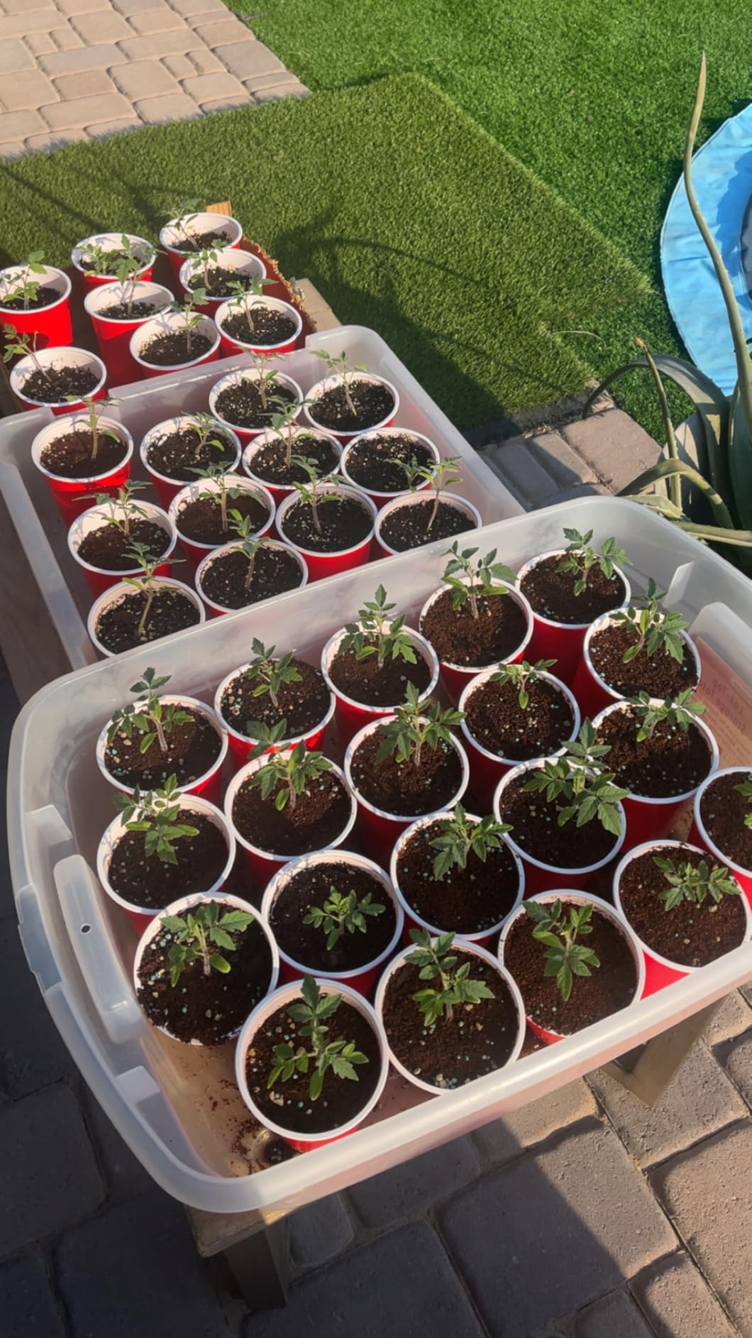 General Hydroponics MaxiGro Plant Food for Vigorous Growth, 2.2 lbs. customer photo 1