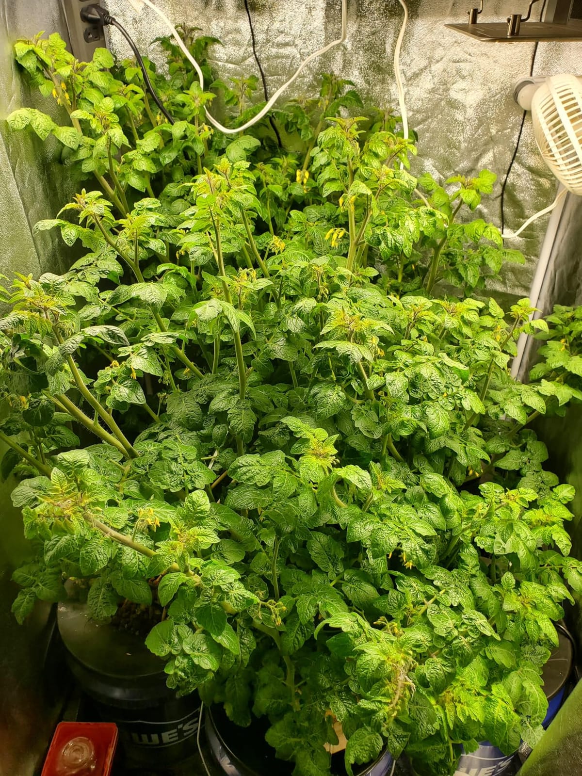 General Hydroponics MaxiGro Plant Food for Vigorous Growth, 2.2 lbs. customer photo 2