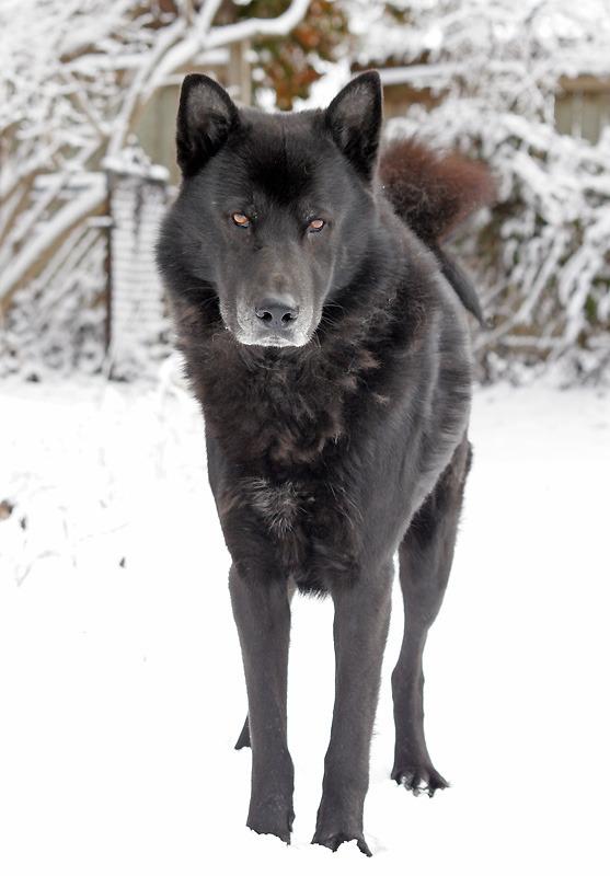 Wisdom Panel Breed Discovery Dog DNA Test Kit 430+ Breeds, MDR1 Health Test customer photo 1
