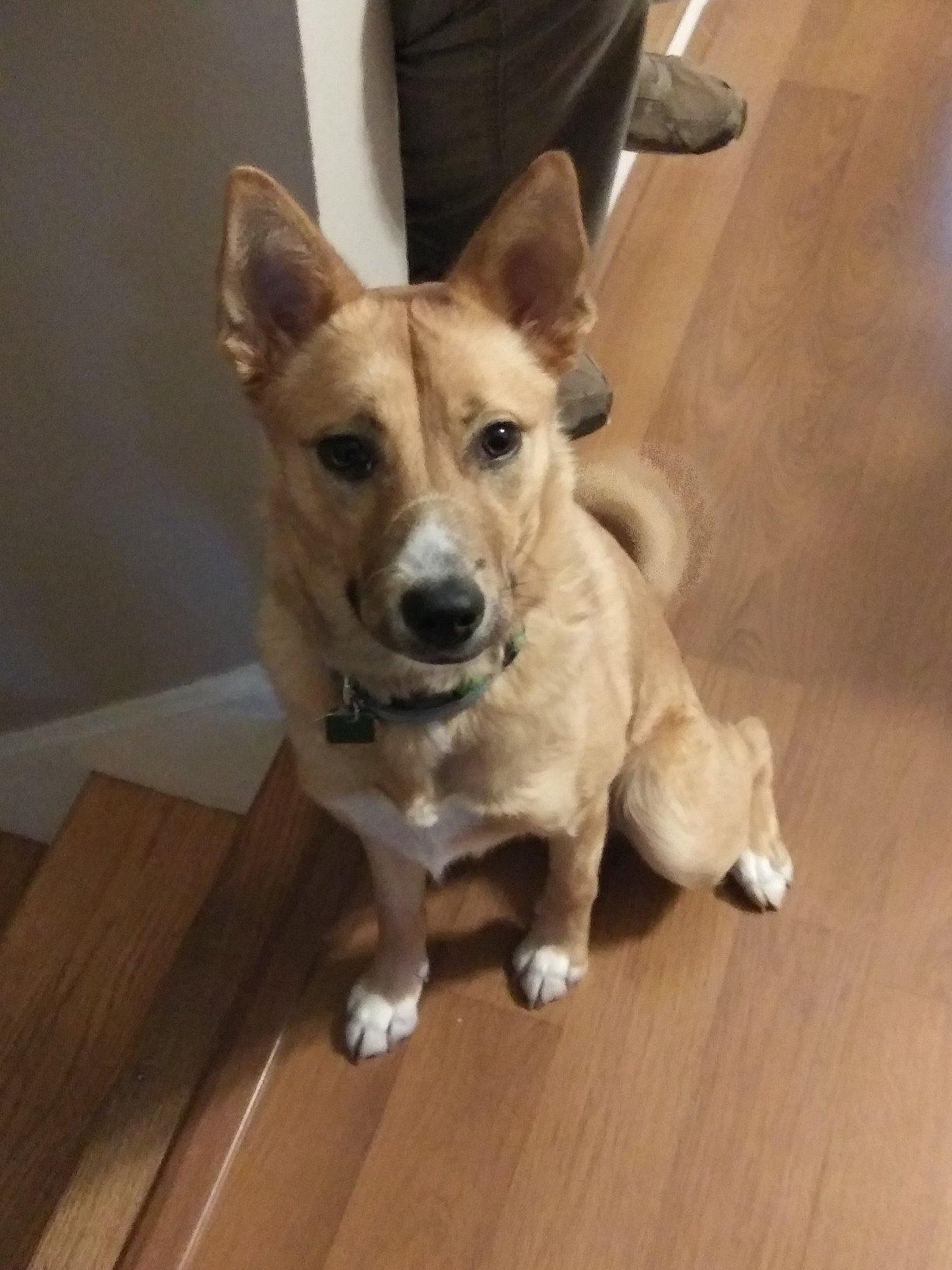 Wisdom Panel Breed Discovery Dog DNA Test Kit 430+ Breeds, MDR1 Health Test customer photo 2