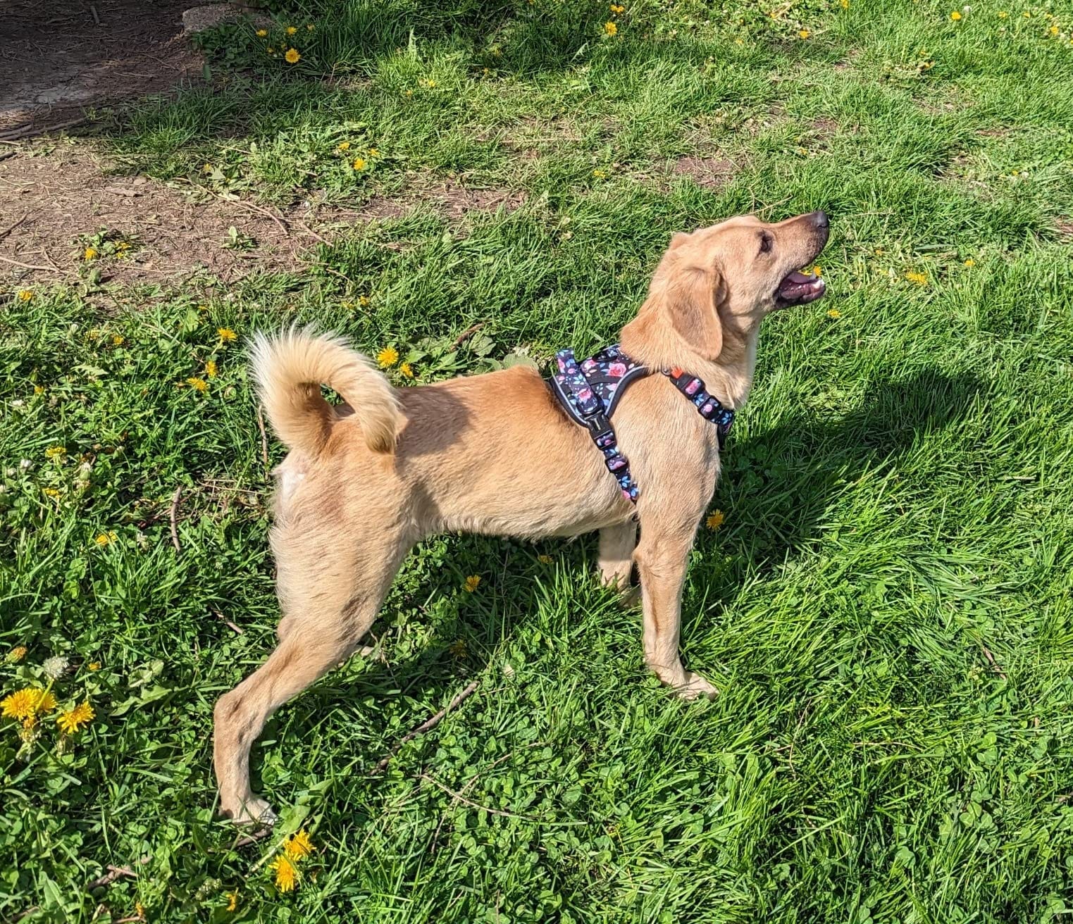 Embark Breed & Health Dog DNA Test – 400+ Breeds, 270+ Health Risks customer photo 2