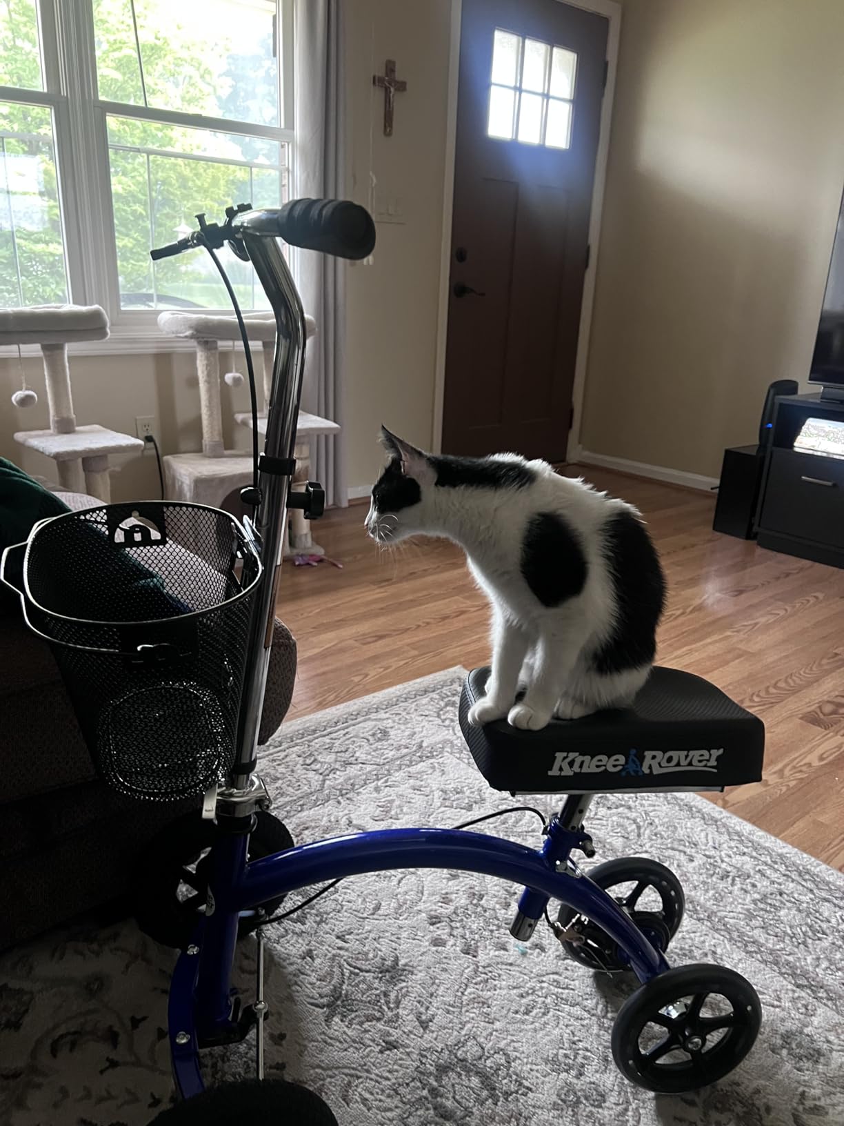 KneeRover Hybrid All Terrain Knee Scooter for Adults, Blue customer photo 1
