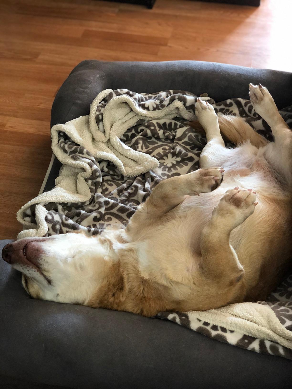 Friends Forever X-Large Dog Bed, Orthopedic Dog Sofa Memory Foam Mattress, Calming Dog Couch Bed, Wall Rim Pillow, Water Resistant Liner, Washable Cover, Non-Slip Bottom, Chester, X-Large Grey customer photo 1