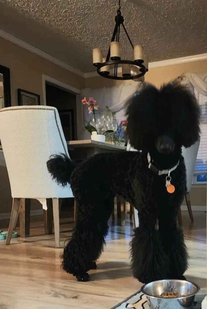Embark Purebred Dog DNA Test - 270+ Genetic Health Conditions, 55 Physical Traits, Coefficient of Inbreeding (COI), Relatives, Breed Confirmation customer photo 1