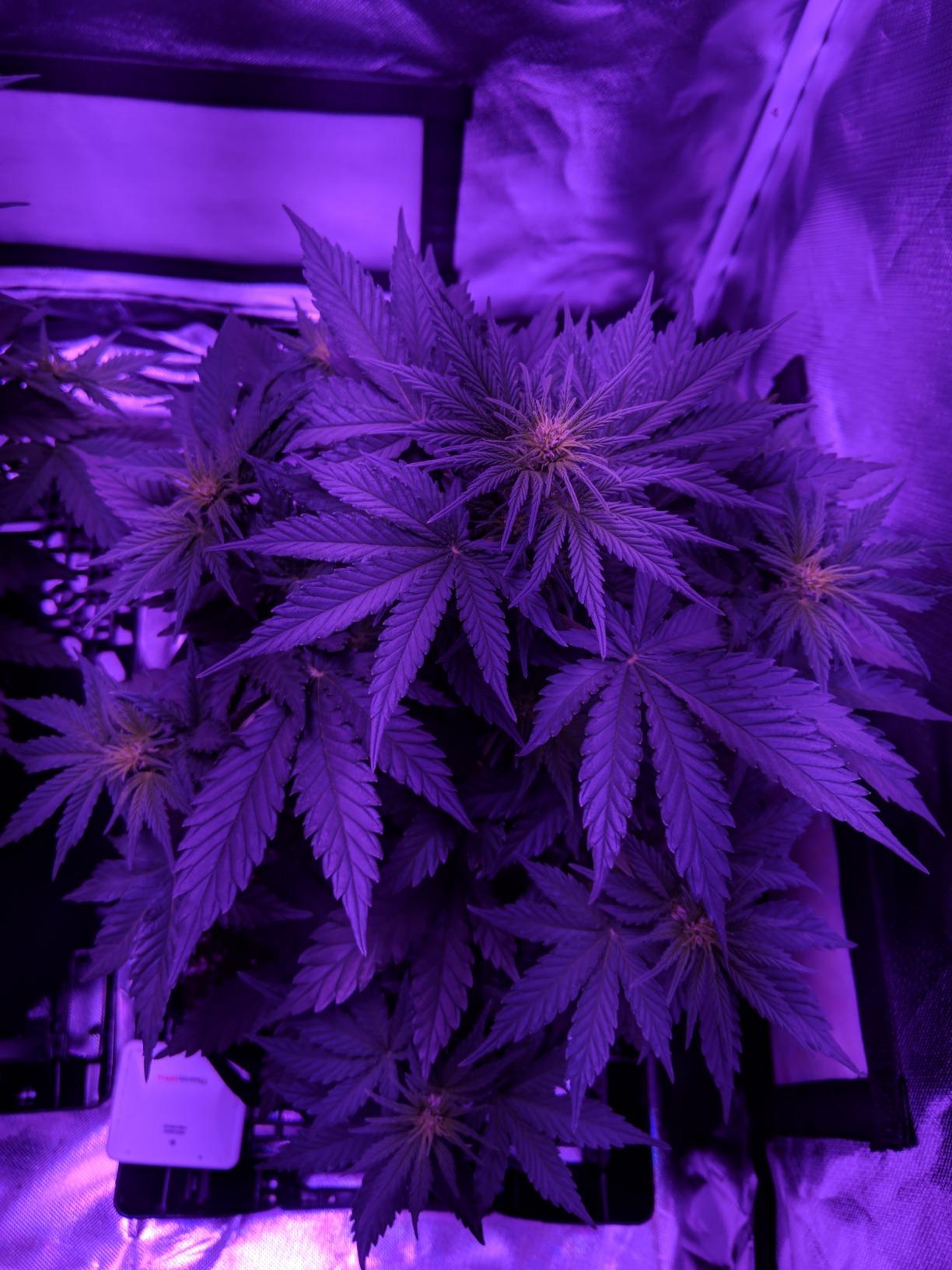 Upgrade Integrated Auto 2'X2' Grow Tent Kit Complete System, S1000 LED Grow Light, Grow Tent with 4“Ventilation Kit, Inline Fan&Carbon Filter, Irrigation Kit, Humidifier and Clip Fan customer photo 2