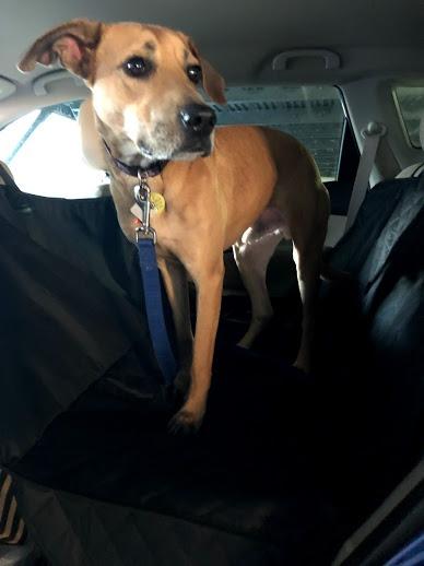Active Pets Black Standard Dog Car Hammock Back Seat Cover, Waterproof Backseat Cover Protector for Truck Bench Rear of Sedans or SUVs, Essential Pet Supplies Vacuum or Wipe Clean, Machine Washable customer photo 1