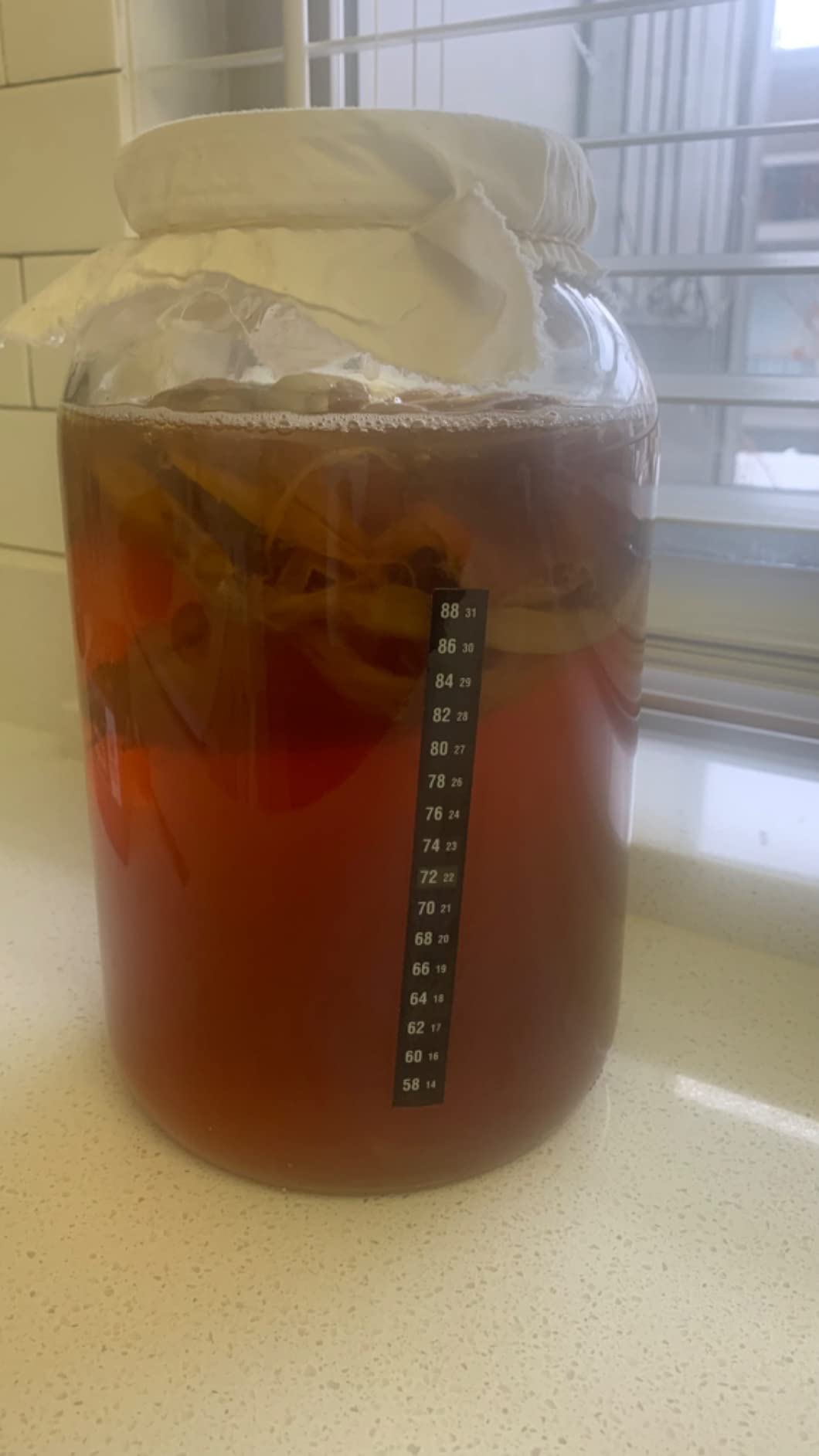 Starter Kit – Includes Organic SCOBY, Starter Liquid, 1 Gallon Glass Jar, Temp Gauge, Tea, and Sugar customer photo 1