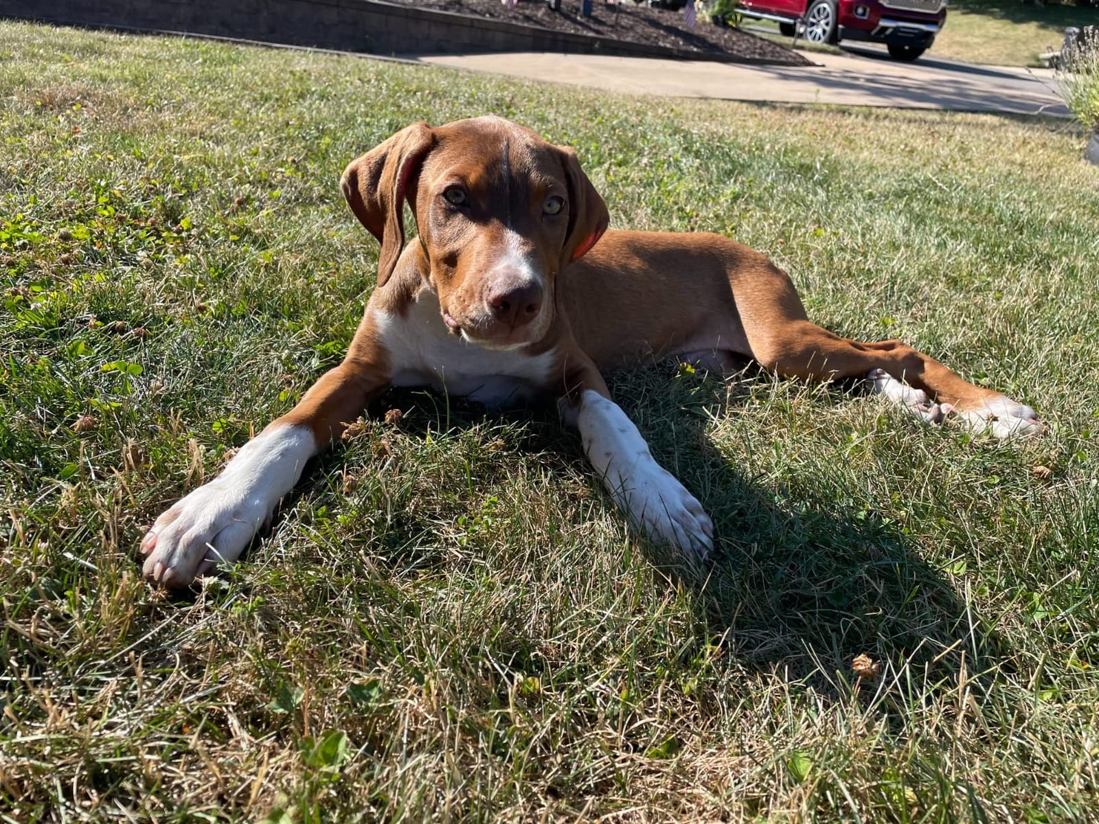 Embark Breed ID Dog DNA Test Kit – 400+ Breeds, 99% Breed Accuracy | Dog DNA testing kit for mixed breeds. Ancestry to great-grandparents, relative finder & family tree. Largest dog database. customer photo 1