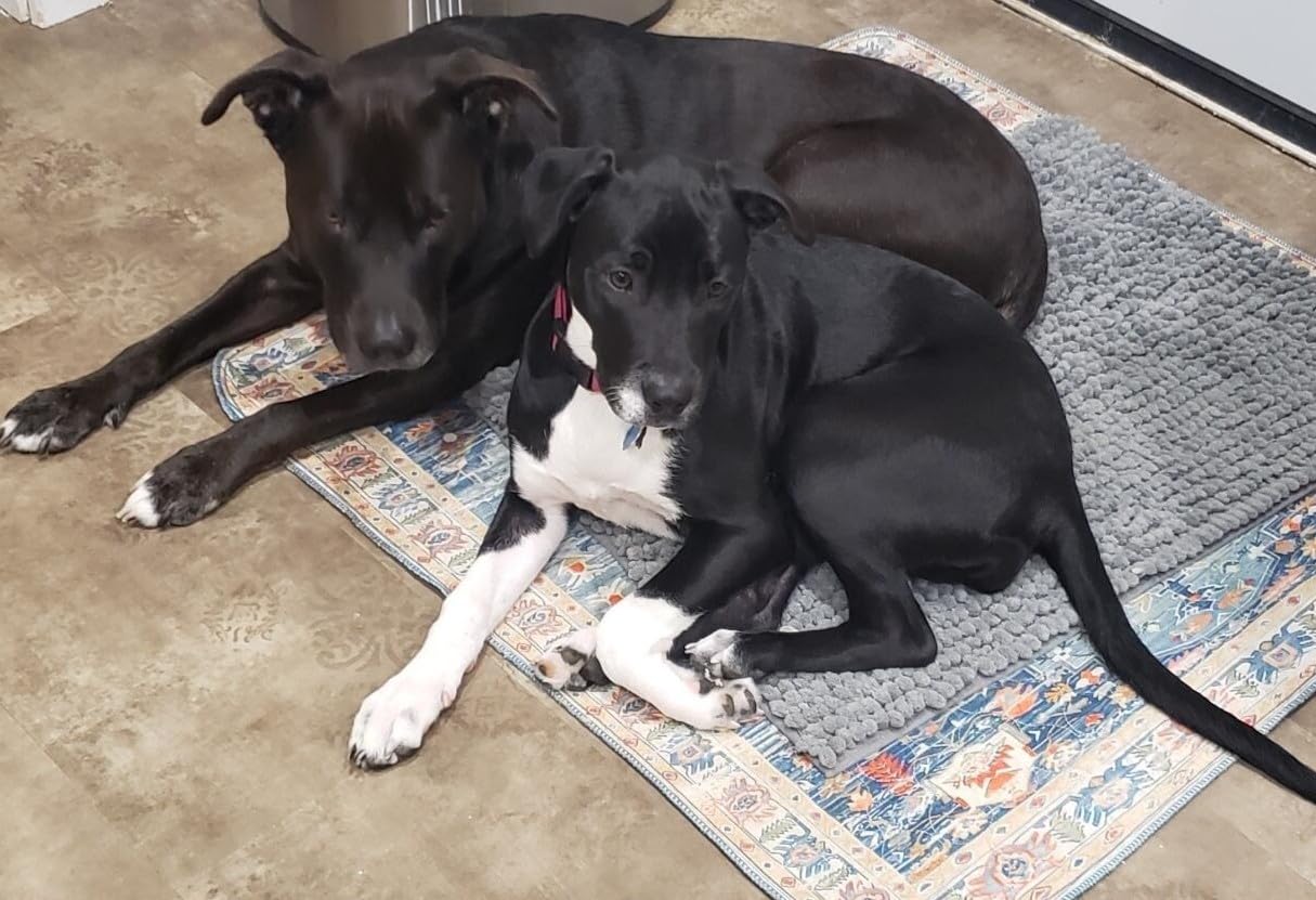 Embark Breed ID Dog DNA Test Kit – 400+ Breeds, 99% Breed Accuracy | Dog DNA testing kit for mixed breeds. Ancestry to great-grandparents, relative finder & family tree. Largest dog database. customer photo 2