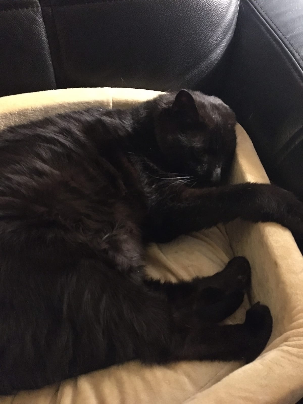 K&H Heated Cat Bed, Thermo-Kitty Bed Indoor, Safety Listed, Small 16in, 4W customer photo 2