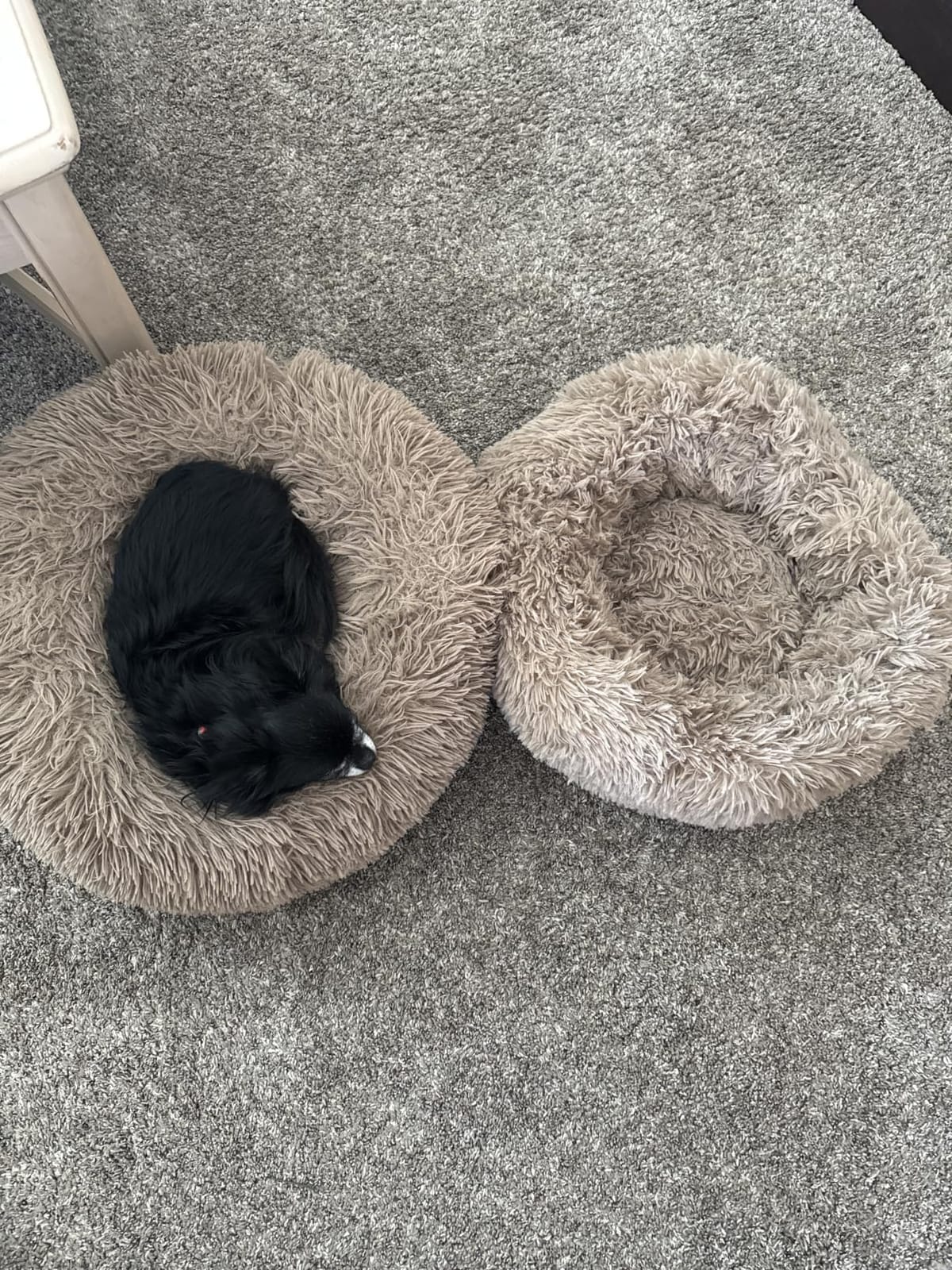 MIXJOY Orthopedic Dog Bed Comfortable Donut Cuddler Round Pet Beds Ultra Soft Washable Dog and Cat Cushion (20''/23''/30'') (23'', Brown) customer photo 2