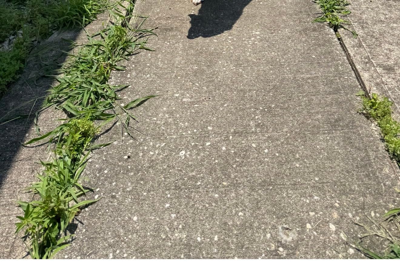 Ortho GroundClear Weed & Grass Killer with Comfort Wand, 1 gal. customer photo 1
