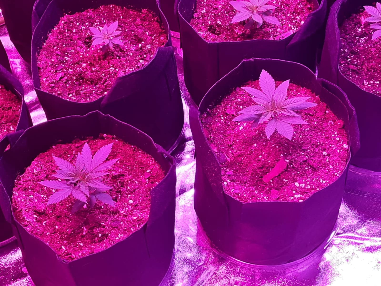 VIVOSUN Larger 4X8 Grow Tent 108