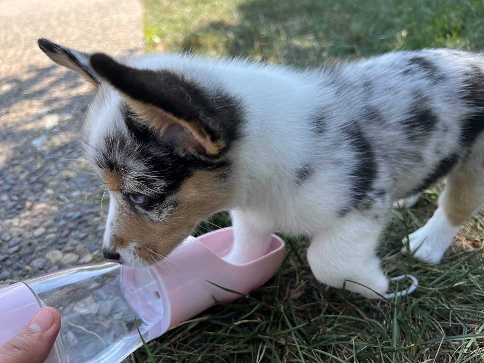 Portable Dog Water Bottle with Food Container Dishwasher Safe-Pink customer photo 1