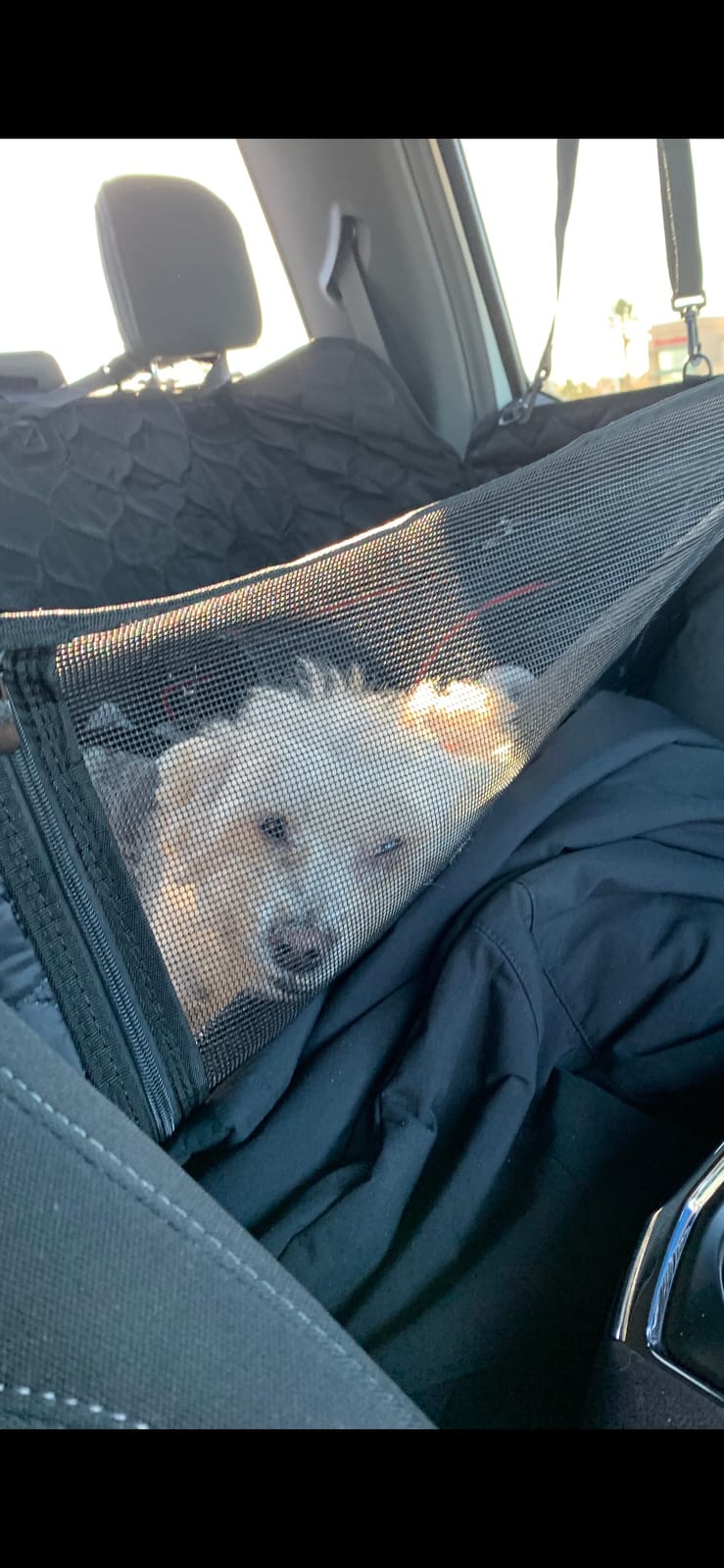 PETICON Dog Car Seat Cover for Back Seat, Waterproof Dog Hammock for Pets customer photo 2
