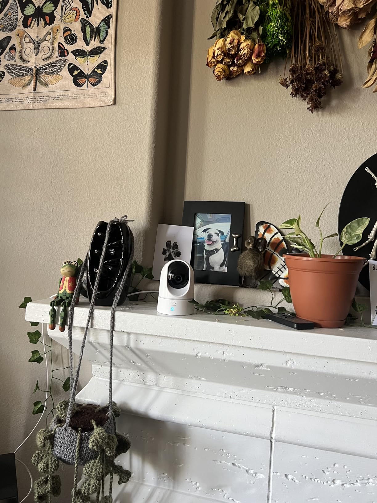 eufy Security Indoor Cam E220, Dog/Pet Camera, Pan and Tilt | 2K Wi-Fi Plug-in, AI Tracking and Alerts, Night Vision, HomeBase 3/Mini/Prof S1 Compatible, Voice Assistant Support customer photo 1