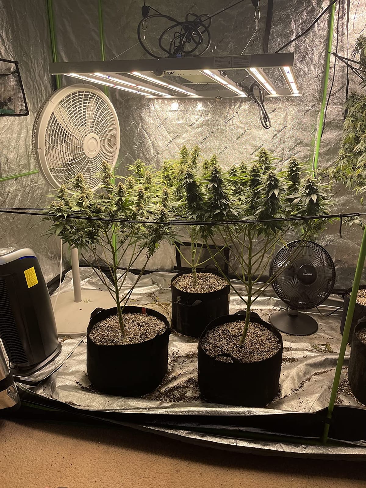 Mars Hydro FC-4800 480W 4x4 LED Grow Light Full Spectrum for Indoor Plants customer photo 1