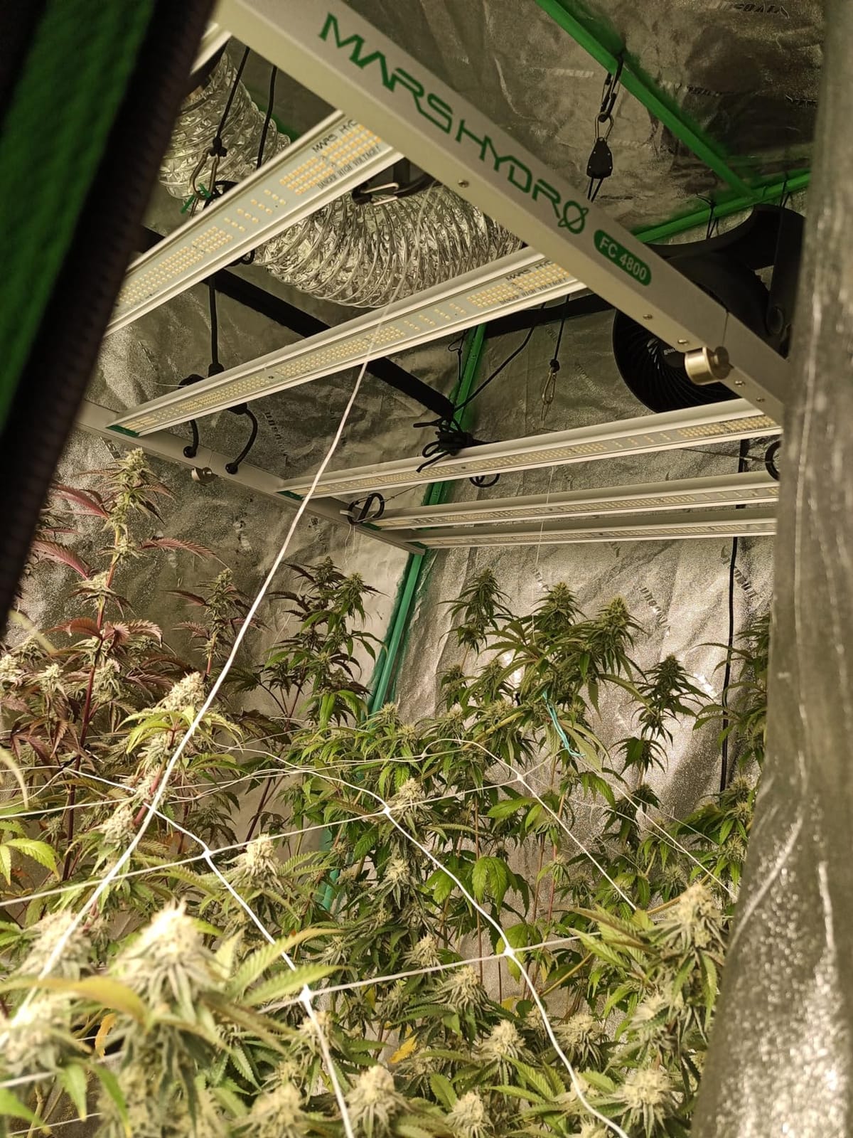 Mars Hydro FC-4800 480W 4x4 LED Grow Light Full Spectrum for Indoor Plants customer photo 2