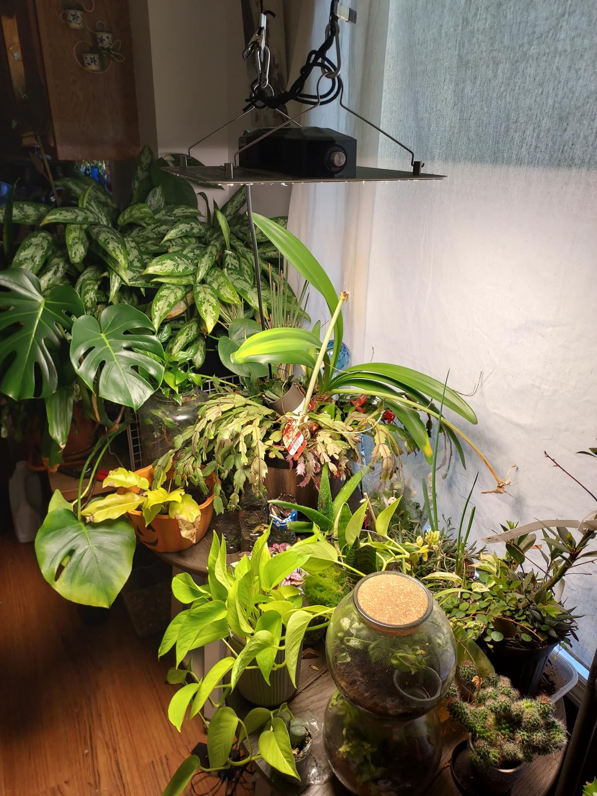 VIVOSUN LumaLight 200W LED Grow Light, Full Spectrum Plant Light customer photo 1