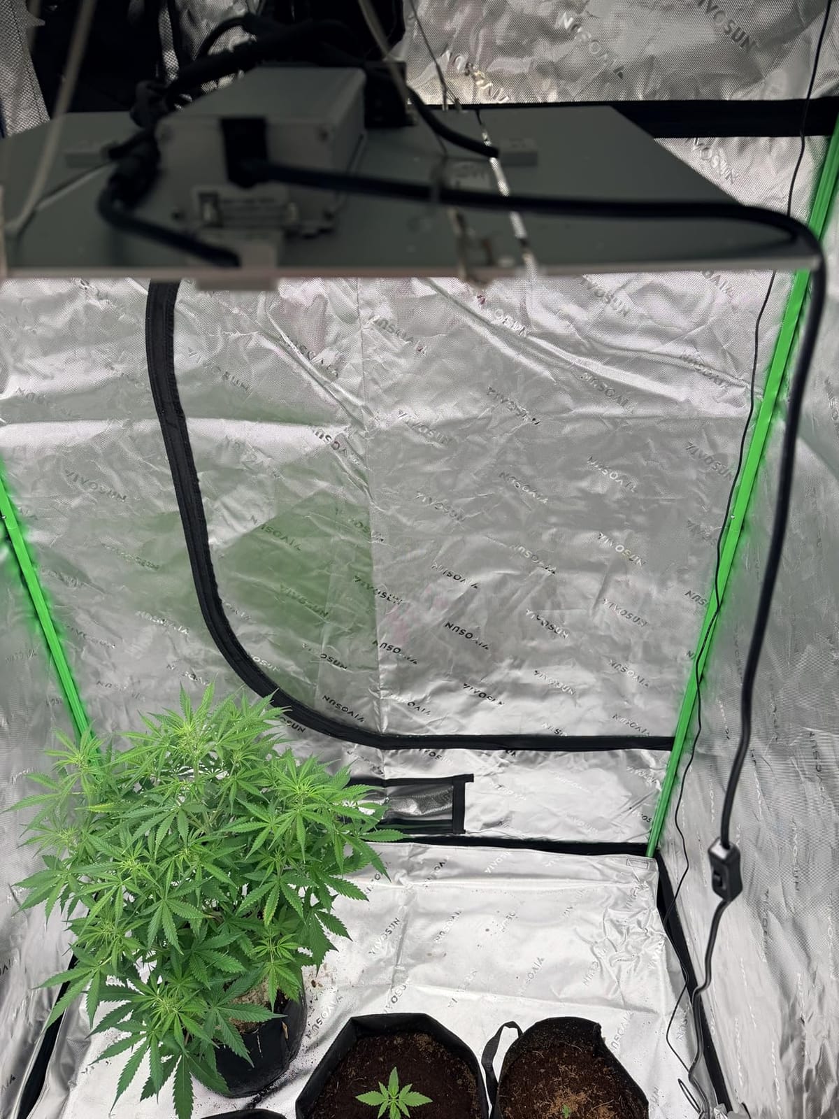 Barrina LED Grow Light, Full Spectrum with IR, 4x4 FT Coverage, Dimmable, Adjustable Light Panel with 720 LEDs, High PPFD, Plant Grow Light for Indoor Plants Seedling Growing Bloom Flowering Fruiting customer photo 2