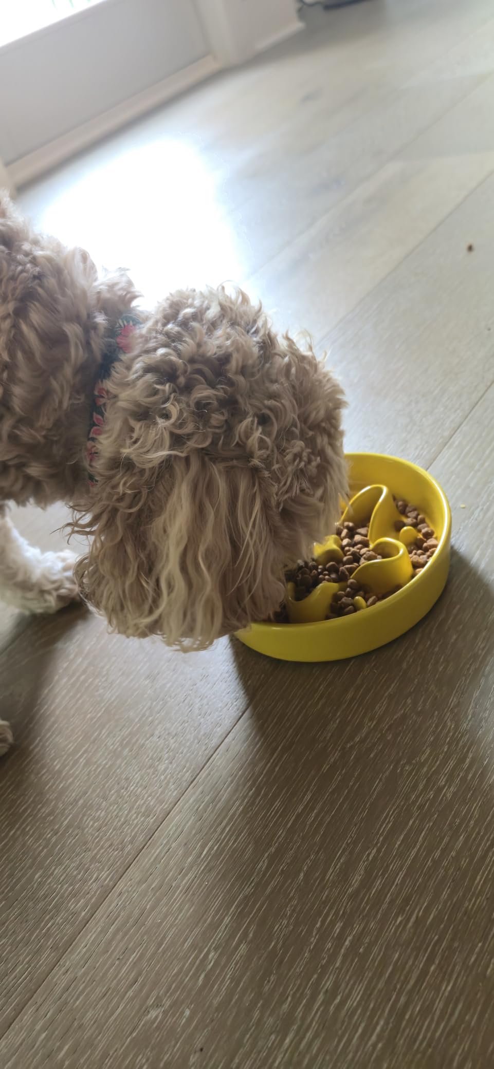 LE TAUCI Dog Bowls Slow Feeder Ceramic, 1.5 Cup Slow Feeding Bowl for Small and Medium Breed, Puzzle Dog Food Bowl for Fast Eater, Maze Purple customer photo 1