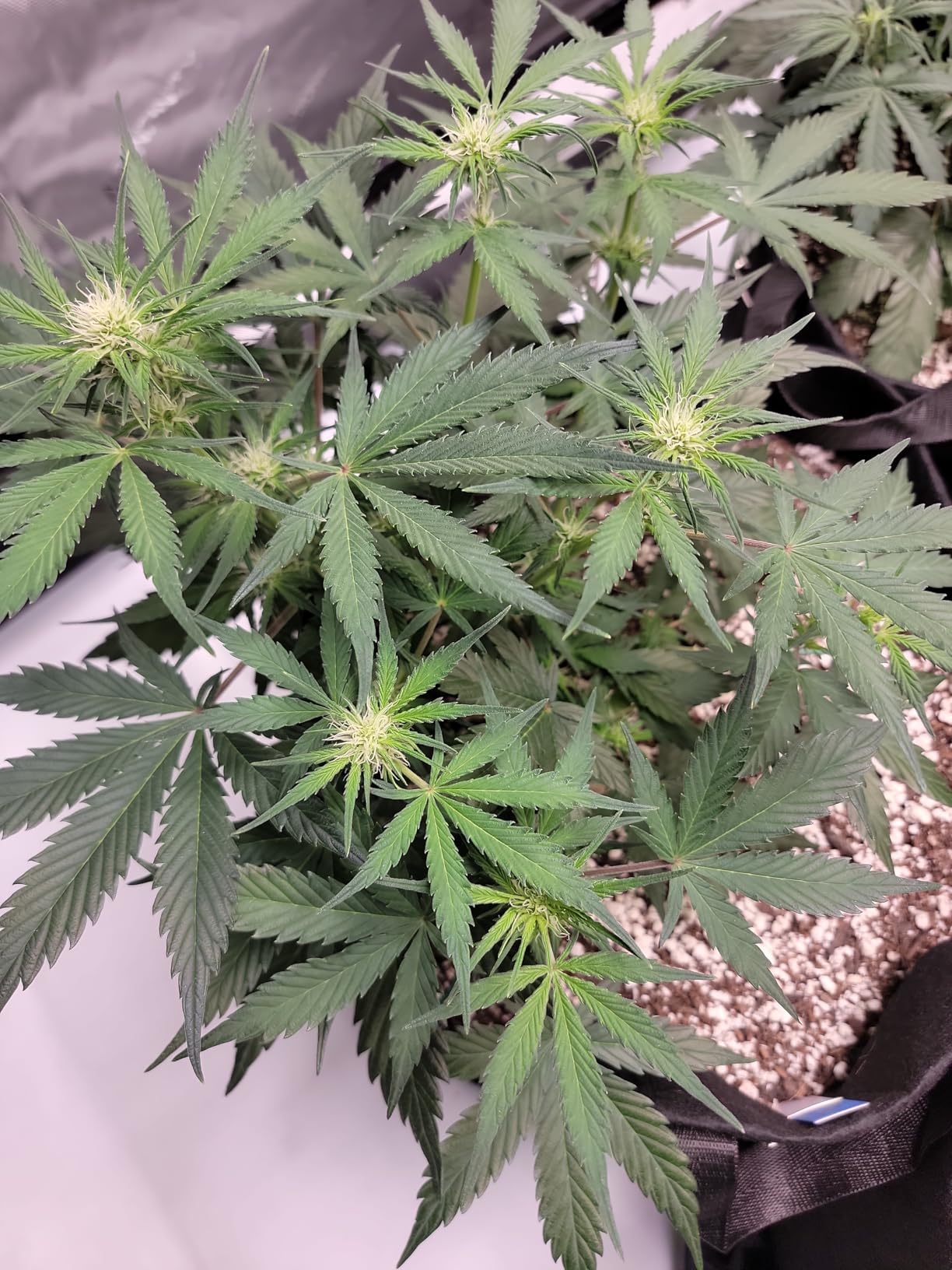 Jack's Nutrients Part A 2.2lb & Cal Nit Part B 2.2lb Fertilizer Bundle customer photo 1