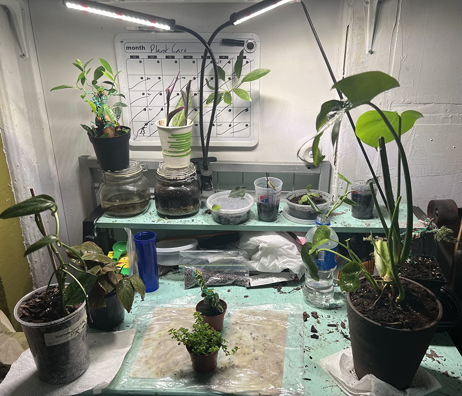 GooingTop Grow Light 100W 6000K, Super Bright White Desktop Clip Plant Lamp customer photo 1