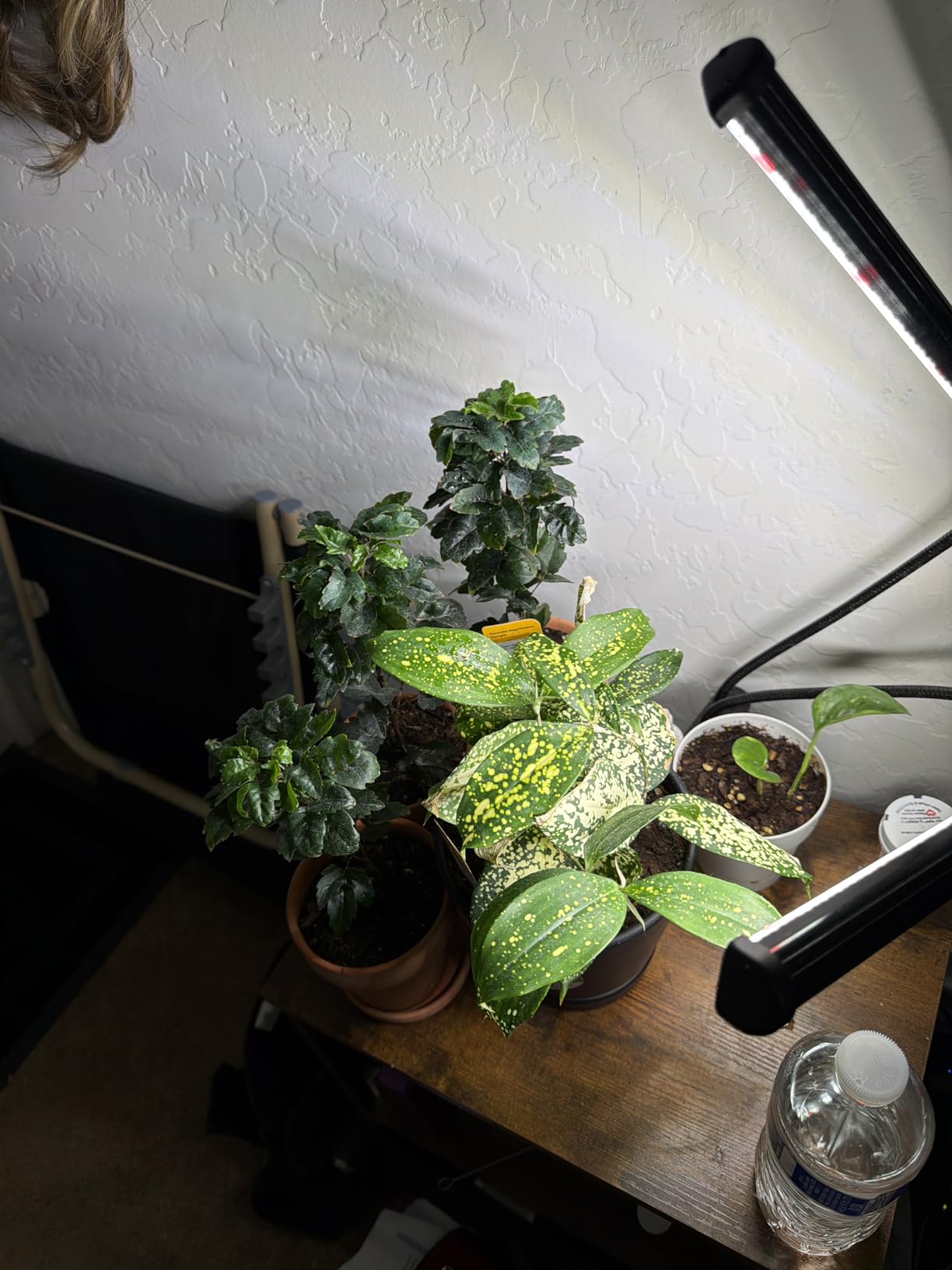 GooingTop Grow Light 100W 6000K, Super Bright White Desktop Clip Plant Lamp customer photo 2