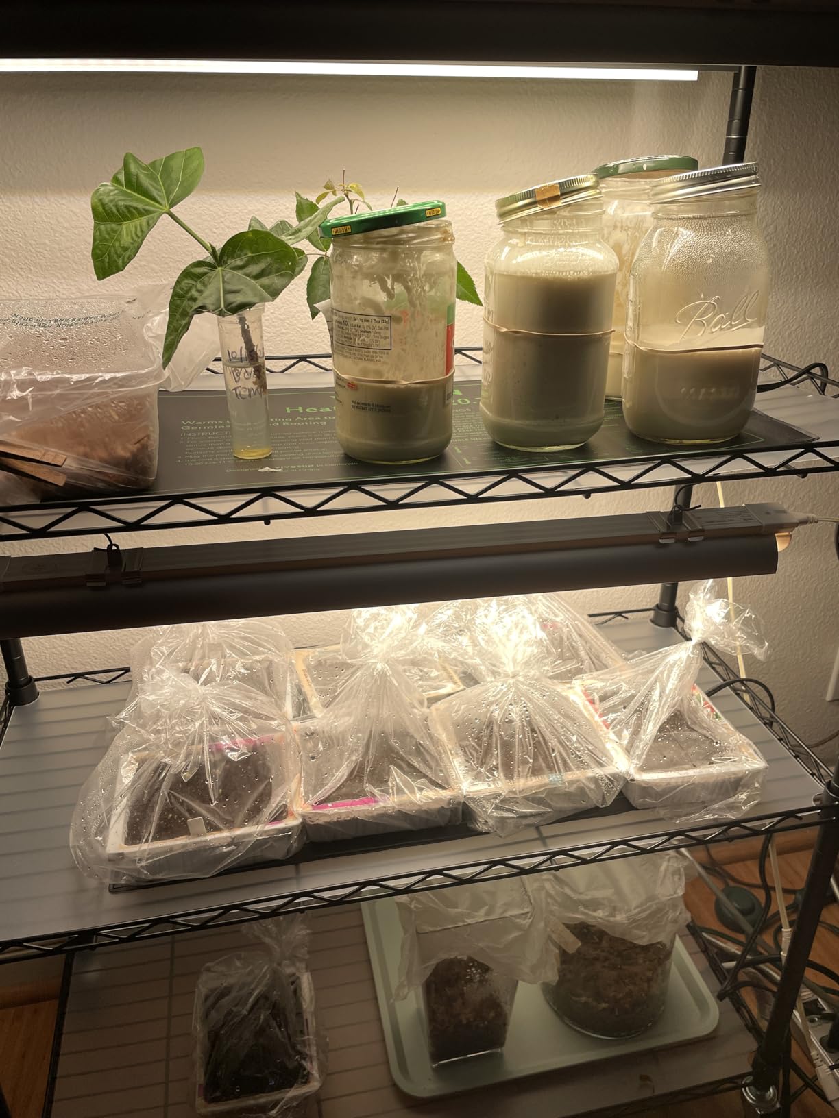 Bstrip DIY Plant Shelf with Grow Light, Adjustable, 29.5x13.8x70.9in customer photo 2