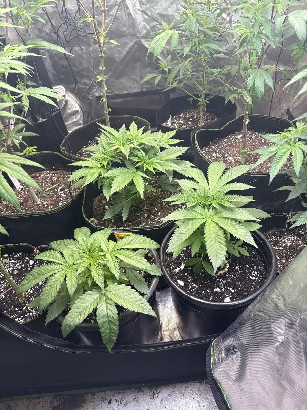 zazzy 4x8 Grow Tent, 96